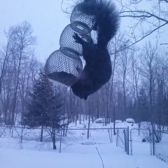 Meet your Posher, Suzanne - Picture 1 of 1